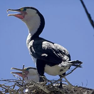 Pied Cormorant - on nest - Moenui Bay - Marlborough Sounds - New Zealand