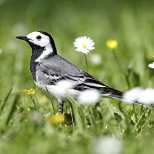 Pied / White Wagtail - searching for food on garden lawn - Lower Saxony - Germany