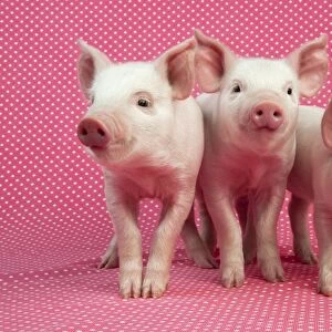 PIG - Piglets standing in a row on pink spotty blanket