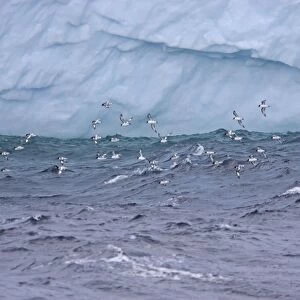 Pintado or Cape Petrel - Flock in flight near iceberg South Orkney Islands, Antarctica. BI007428