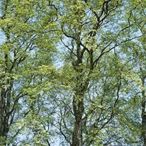 Plane Trees - spring London, UK