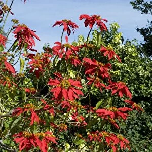 Poinsettia shrub in flower. Native of Mexico. Widely planted as ornamental in gardens and towns. Large scarlet bracts resemble petals. Deciduous. Grahamstown, Eastern Cape, South Africa