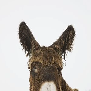 Poitou Donkey - in winter snow