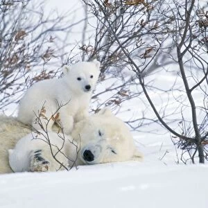 Polar Bear Adult lying in snow with young Canada