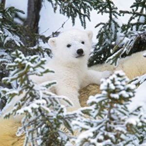 Polar Bear - cub looking through trees from adult's back