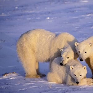 Polar bear - family, mother with two second year cubs. November. Hudson Bay, Canada. MA1676