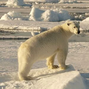 Polar bear - female standing on pack ice - Svalbard - Norway