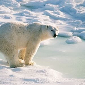 Polar Bear FG 6310 Ursus maritimus © Francois Gohier / ARDEA LONDON