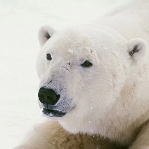 Polar bear MA1606