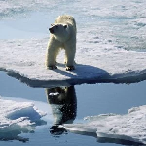 Polar Bear Standing at edge of ice flow / sea ice, Arctic