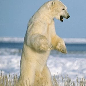 Polar Bear Standing upright