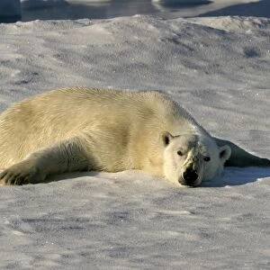 Polar Bear - sunbathing to dry wet fur coat. Spitzbergen. Svalbard