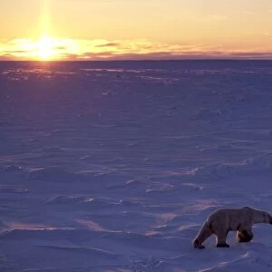 Polar Bear - at sunset - Wapusk National Park - Manitoba - Canada