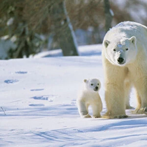 Polar Bear WAT 5751 Parent with cubs Ursus maritimus © M. Watson / ARDEA LONDON
