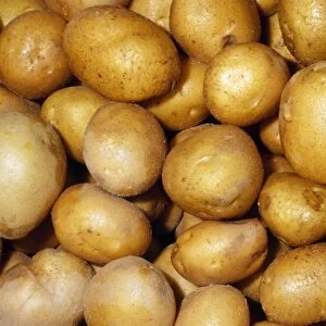 Potato - German Butterball variety Fam: Solanaceae Native to Western South America