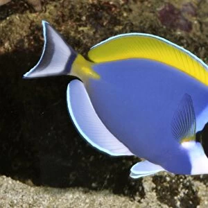 Powder Blue Surgeonfish (=Powder Blue Tang), tropical reefs, Indian Ocean from Africa to Indonesia