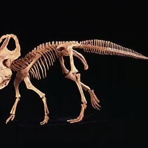 Protoceratops Dinosaur - Cretaceous, Mongolia. Specimen courtesy of Gaston Design, Frutia, Colorado, USA