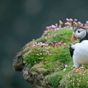 Puffin standing on overhanging cliff amidst blooming Sea Pink (Armeria maritima) Sumburgh Head RSPB Reserve, South Mainland, Shetland Isles, Scotland, UK