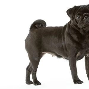 Pug. Also known as Carlin or Mops