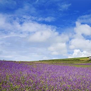 Purple Viper's Bugloss - Boscregan Farm - Cornwall - UK