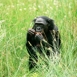 Pygmy / Bonobo Chimpanzee - within grass, eating