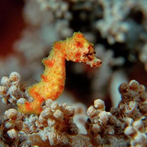 Pygmy Seahorse - this is the a new kind of Pigmy seahorse discovered in Walea. Until now not itentified no lat. name. Size 6 mm ! Walea Island Sulawesi / Indonesia