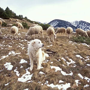 Pyrenean Mountain Dog Protecting sheep, Pyrenees, France