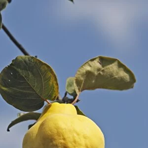 Quince Fruit - edible