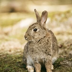 Rabbit GET 603 Lancashire, UK. Oryetolagus cuniculus © Geoff Trinder / ardea. com