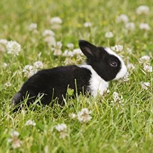 Rabbit - baby outside