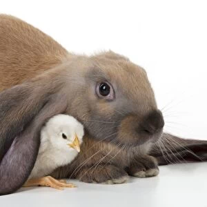 RABBIT - English lop sitting with chick