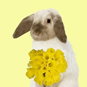 Rabbit - French Lop / Belier - with daffodils - Easter - captionable Digital Manipulation: daffodils Su - added background colour