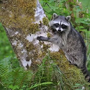 Raccoon - on side of red alder tree in an alder tree grove (often referred to as an alder bottom) along the Queets River, Olympic National Park (rain forest), WA. USA Summer _C3B2592