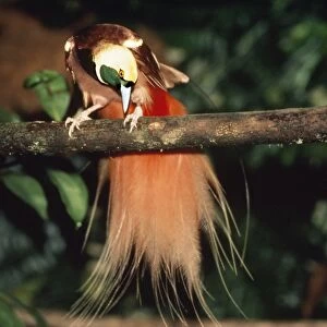 Raggiana Bird of Paradise Papua New Guinea