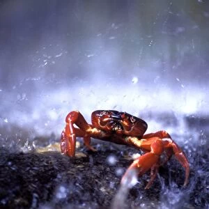 Red Crab (a land crab) - single on migration, triggered by first rains, Christmas Island, Indian Ocean (Australian Territory), Christmas Island, Indian Ocean (Australian Territory), October JPF34918