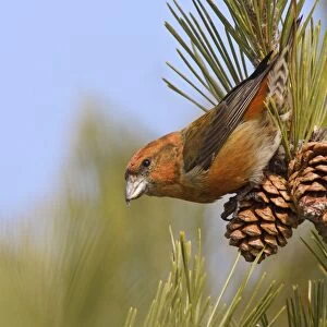 Red crossbill - male in December, CT, USA