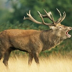Red Deer CAN 848 Stag, UK. Cervus elaphus © John Cancalosi / ARDEA LONDON