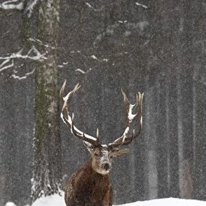 Red Deer - buck in snowfall - Germany