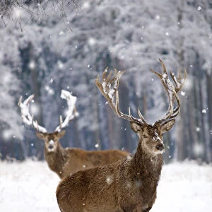 Red Deer - bucks in snow