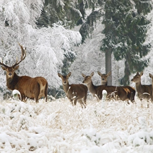 Red Deer - herd in snow - Germany