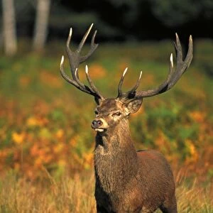 Red Deer - Stag in rut - UK - Second largest European deer - Antlers up to 71 cm long - Although great diversity of habitat-eg woodland-grassland-moor-scrub-generally occupies woodland