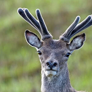 Red Deer - stag in velvet - close up of head - North Uist - Outer Hebrides