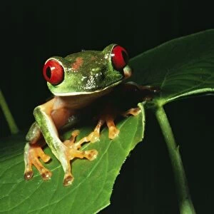 Red-eyed Treefrog - On leaf. Panama, Central America