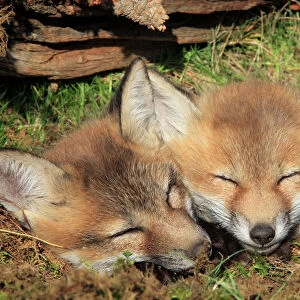 Red Fox - 7 week old cubs sleeping. Montana - USA