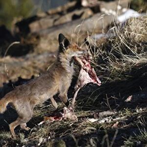 Red Fox - carrying prey. Pyrenees - France / Spain