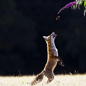 Red Fox - cub jumping for butterfly - controlled conditions 14273
