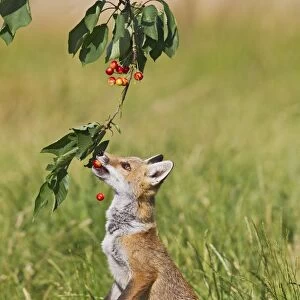Red Fox - cub jumping to take cherries from tree - controlled conditions 14192