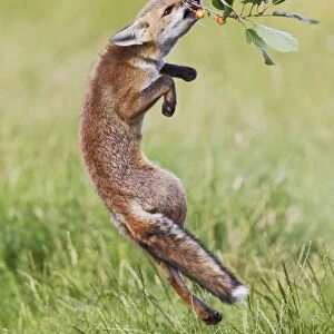 Red Fox - cub jumping to take cherries from tree - controlled conditions 14222