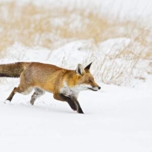 Red Fox - running in snow - controlled conditions 15496