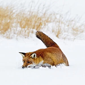 Red Fox - in snow with mouse - controlled conditions 15480